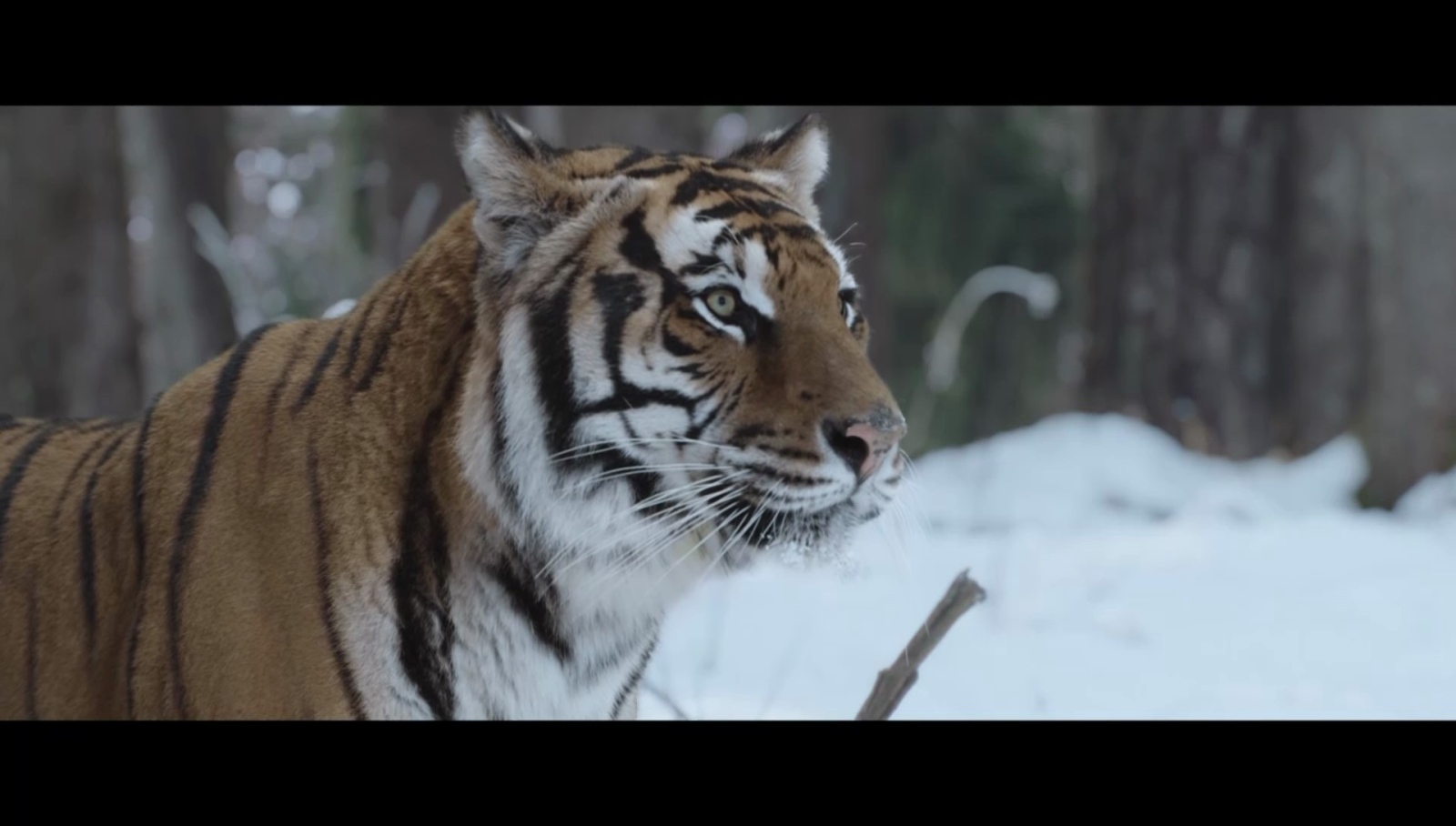 Тигрово гнездо