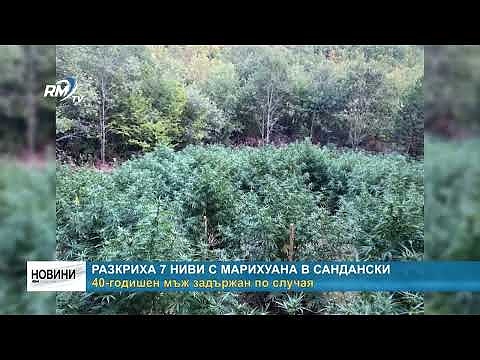 Разкриха 7 ниви с марихуана в Сандански: 40-годишен мъж задържан по случая