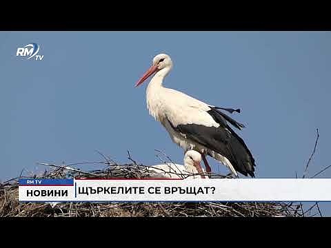 Щъркелите се връщат?