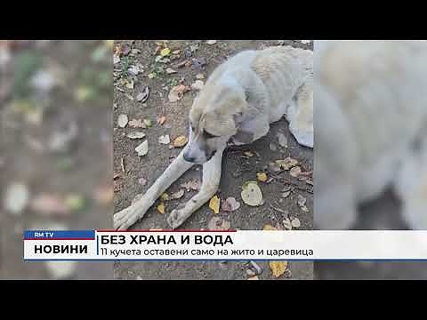 Без храна и вода: 11 кучета оставени само на жито и царевица 