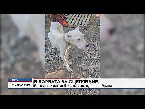 В борбата за оцеляване: Възстановяват се бедстващите кучета от Враца