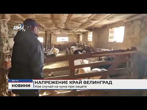 Напрежение край Велинград: Нов случай на чума при овцете