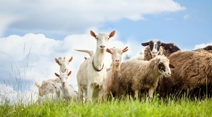 БАБХ спира изкупуването на мляко от овце и кози в Хасковско