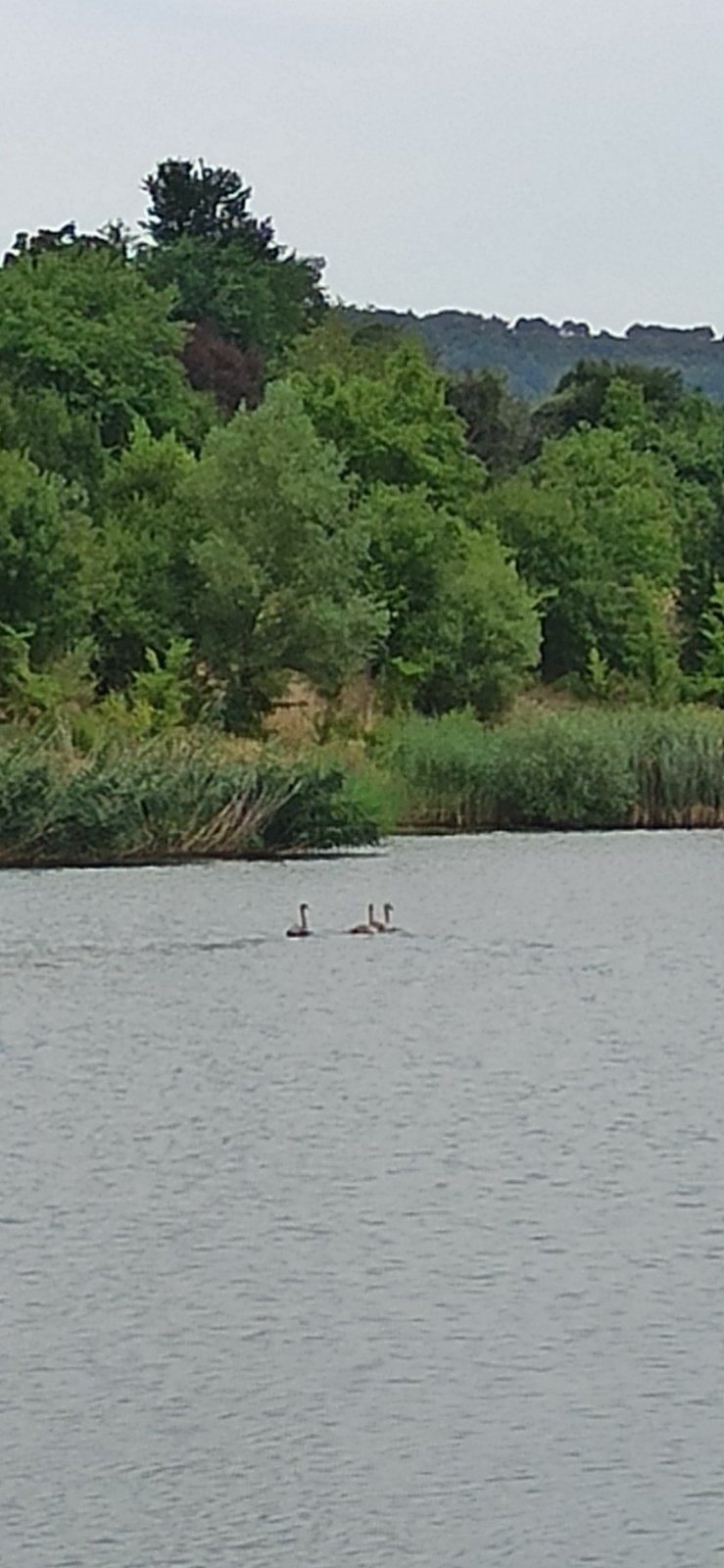 Риосв-Враца спаси три млади екземпляра от вида ням лебед в района на село Добролево