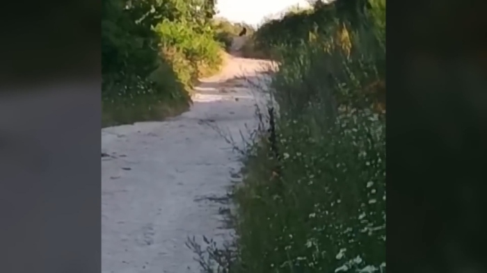 Черната пантера пак се показа: Кмет на Тутраканско село апелира за повишено внимание