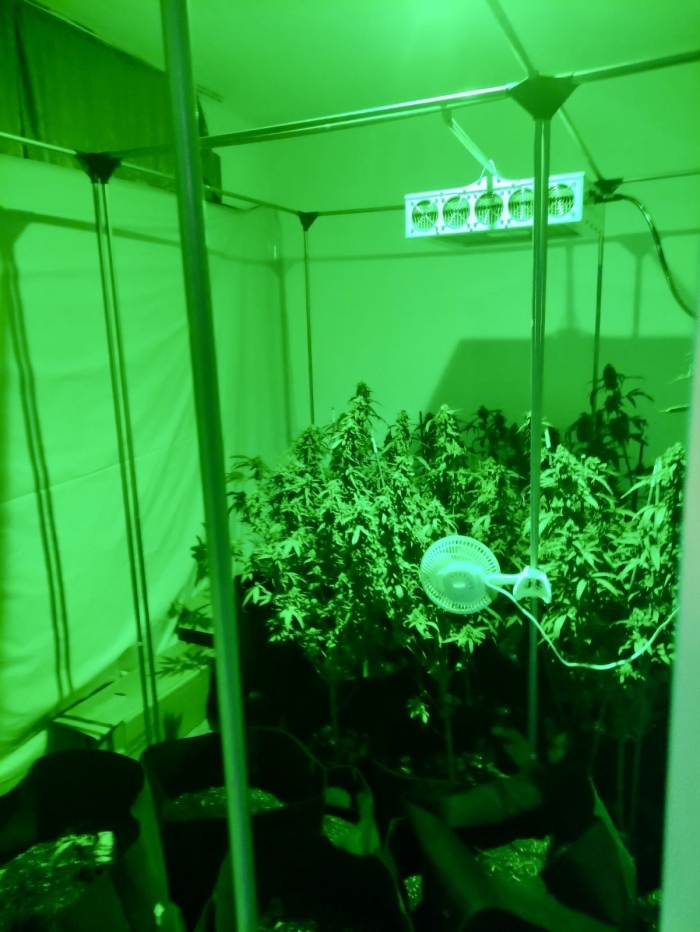 ГДБОП иззе десетки растения канабис от имот в Бургаско