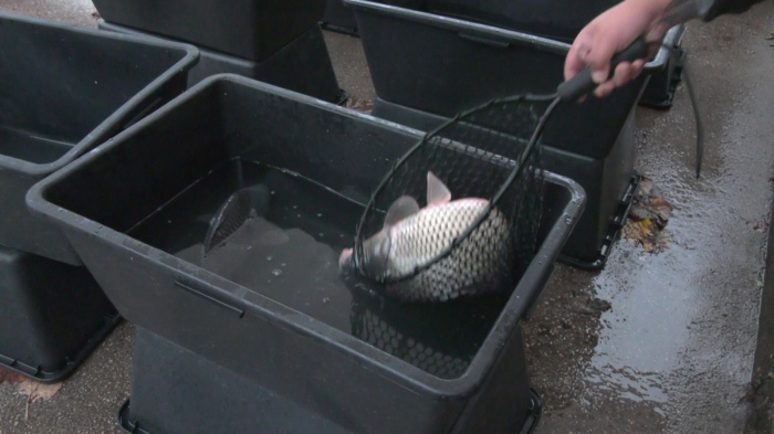 Проверки преди Никулден: За какво ще следят БАБХ и ИАРА?