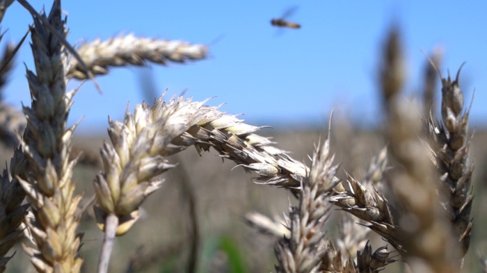 Помощта за земеделския бранш: МЗ отчита рекордно подпомагане в сектора 
