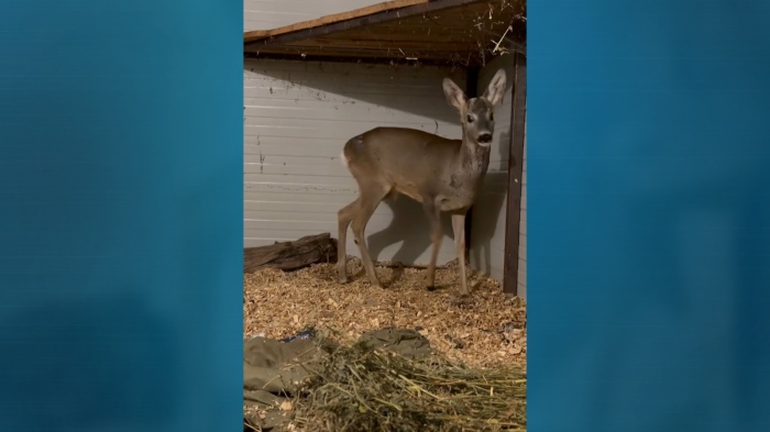Спасиха пострадала сърна в Бургас