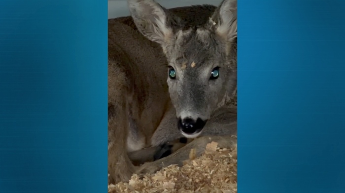 След нападение от хищници: Спасиха пострадала сърна в зоопарка в Бургас