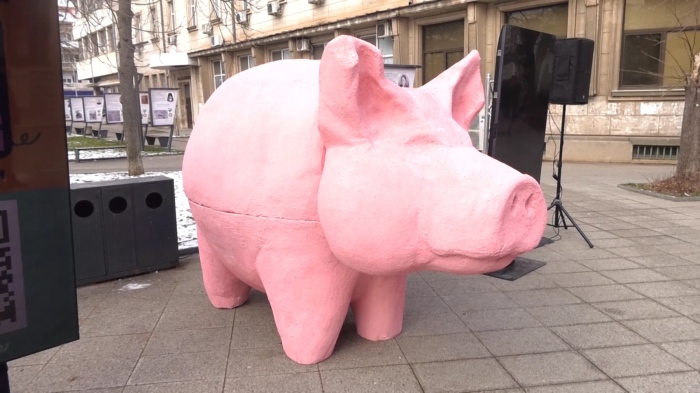 Протестното прасе във Враца: ПП-ДБ набира доброволци за изборите 