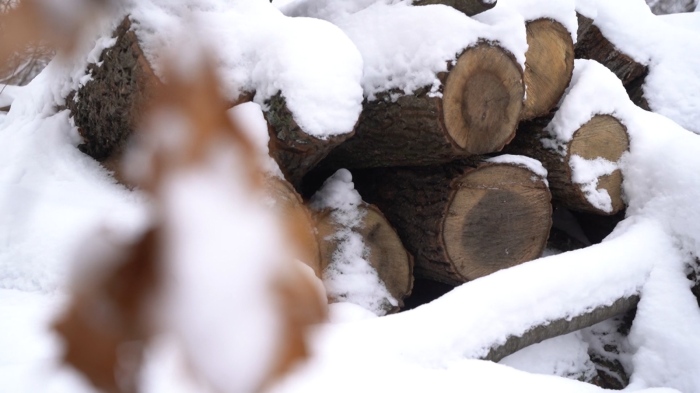 Заради студената зима: Расте незаконният добив на дърва в Монтанско 