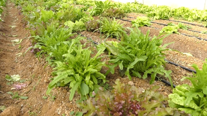 Плодове и зеленчуци за собствени нужди: Община Враца започва земеделска дейност