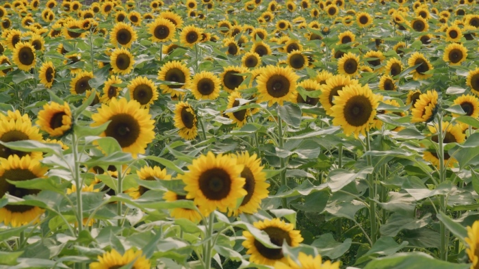 Заради слънчогледа от Аржентина: БАБХ: \"Пратката отива към силози на съхранение при строг контрол\"