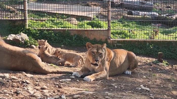 Бебешки бум в Стара Загора: Три малки лъвчета са новата атракция на зоопарка