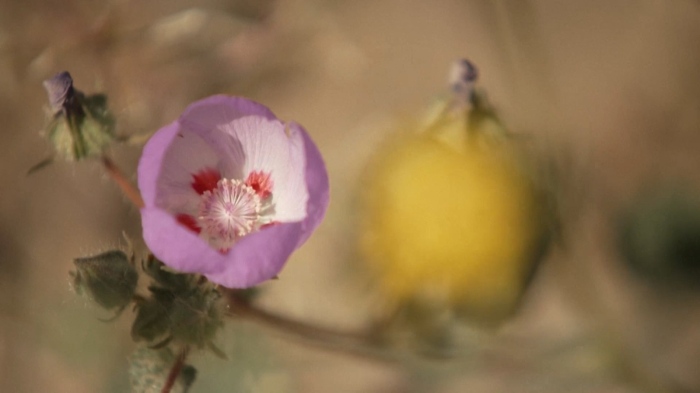 Световен феномен: Килим от цветя покри най-горещото място на планетата