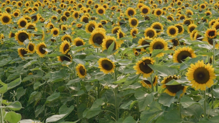 Завишени пестициди в слънчоглед: Два пъти над нормата и в третия кораб от Аржентина