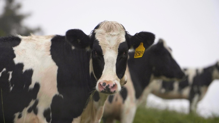 Заради Великденските пътувания БАБХ: \"Има риск от пренасяне на шап\"