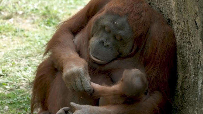 Бебе орангутан от застрашен вид се роди в зоопарк в Мадрид