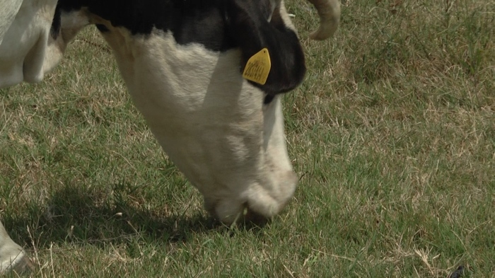 Виртуални животни във ферми в Смолянско: Животновъди получават субсидии за животни които ги няма
