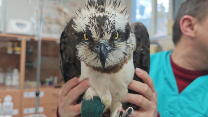 Застрашен вид орел се бори за живота си: Птицата е умишлено простреляна - издирват се извършителите