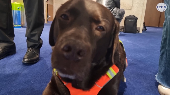 241-я депутат: Лабрадорът Роувър - куче водач