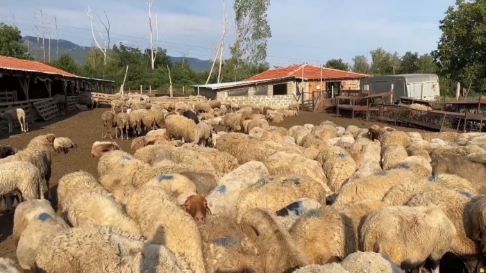 Шарка по дребните преживни животни: БАБХ констатира огнище в Първомай