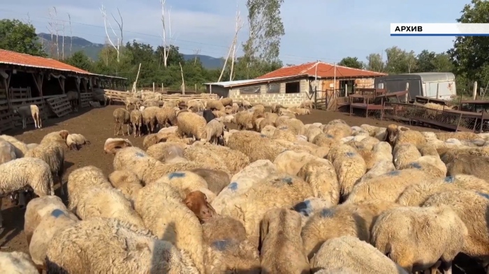 БАБХ: Възникнало е огнище на шарка по овцете и козите в Хасковско